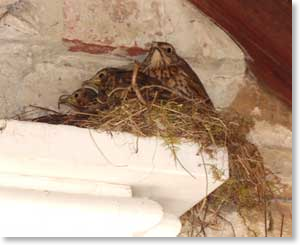 Nesting birds at a local monastery