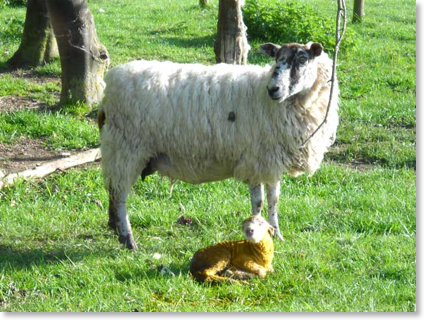 Lamb just born